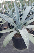 14" Agave Blue Americana